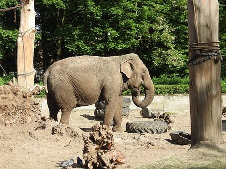 Wrocław Zoo