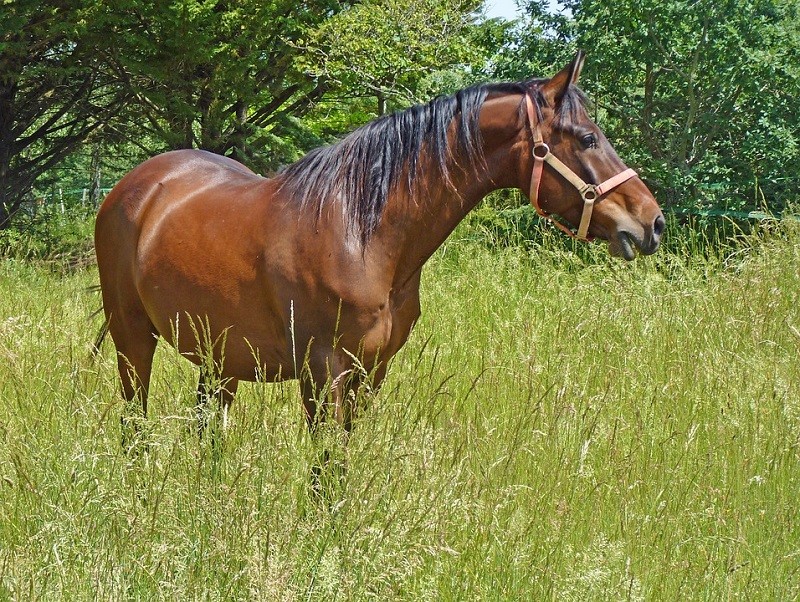 The Moszna Horse Stud