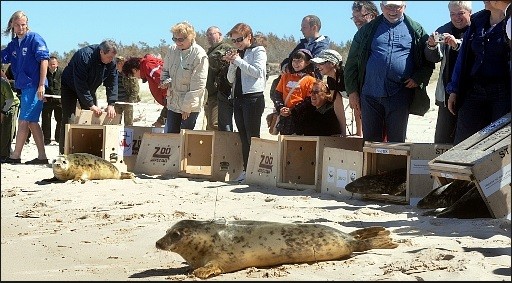 Seal Sanctuary in Hel