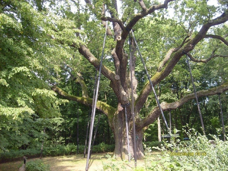 Bartek Oak Tree