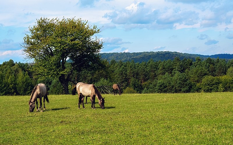Horse riding and other horse attractions in Poland