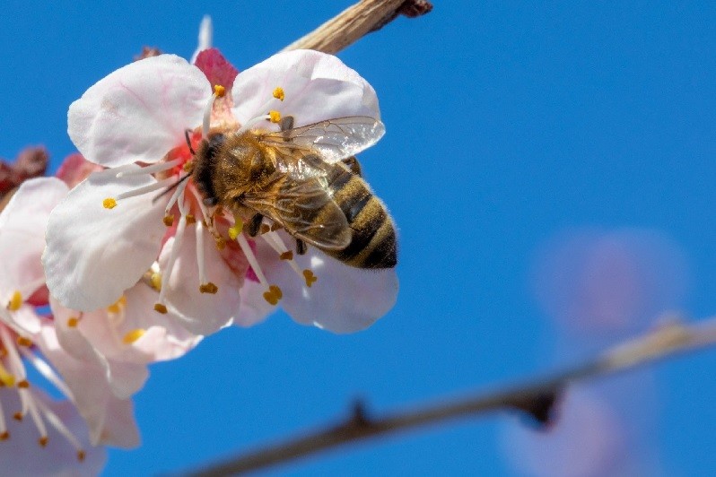 Importance of ecological agriculture – bees course