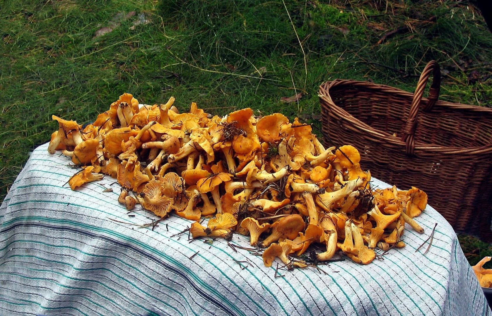 Mushroom picking in Poland
