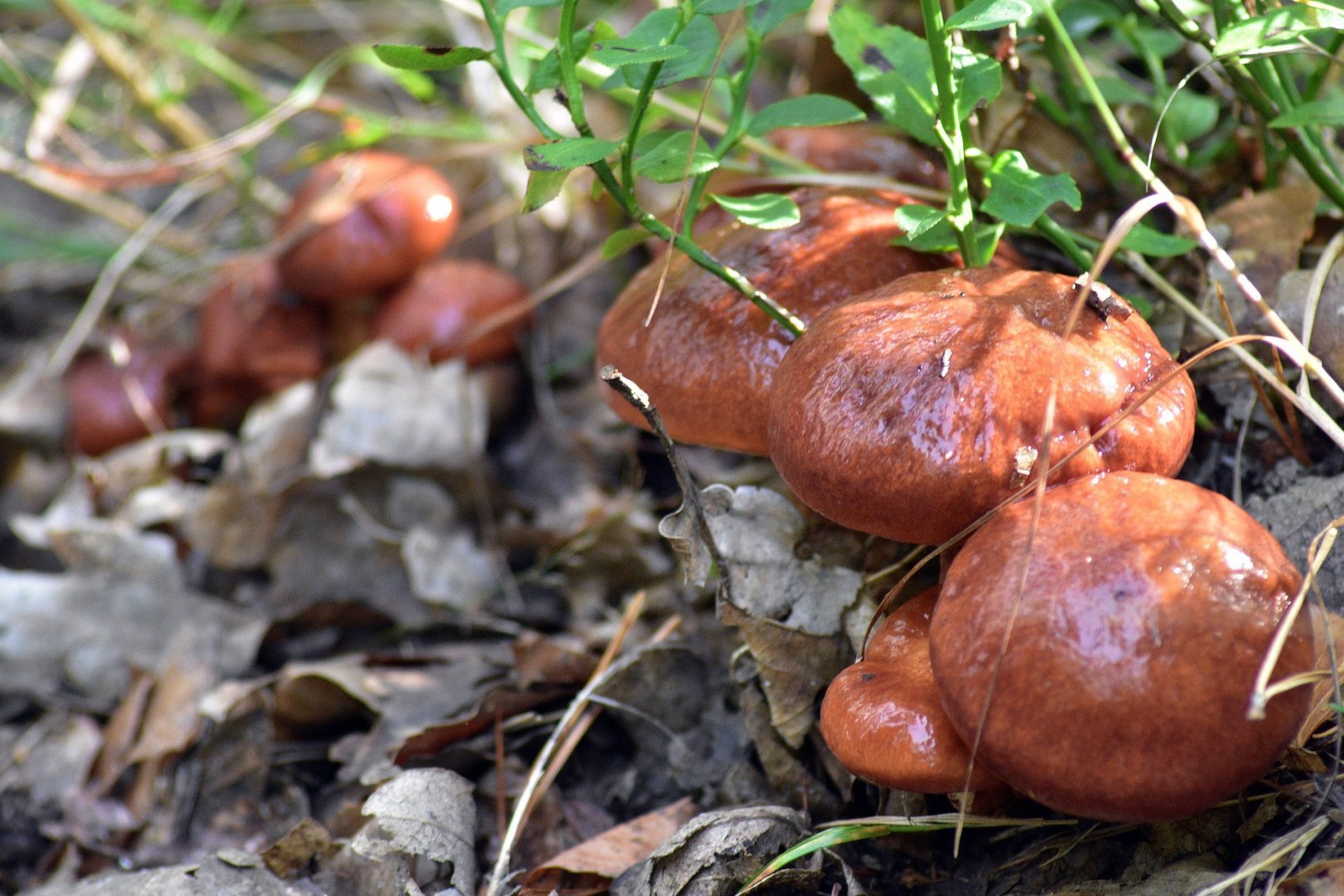 Mushroom picking in Poland