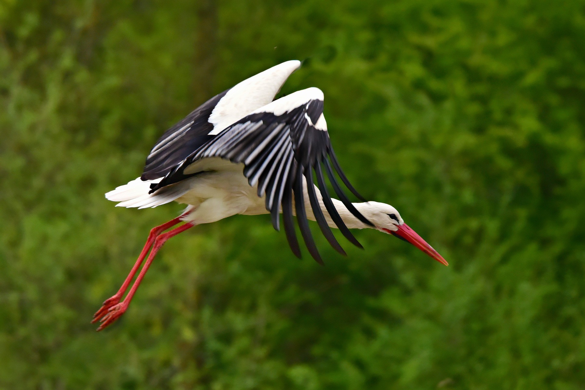 Poland land of storks