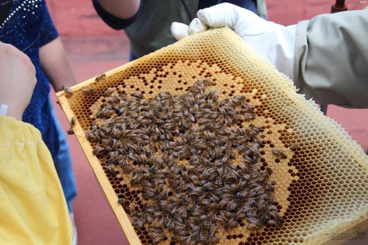 Beekeeping workshops